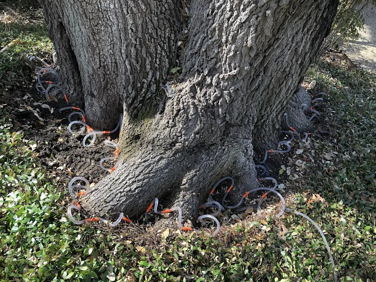 Detailed Tree Cabling and Bracing job site in Dewar