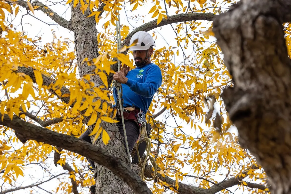 Skilled Tree Trimming crew working in Dewar